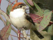 Birds of Madrid, central Spain - Woodchat Shrike © John Muddeman